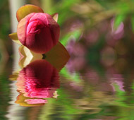 Seerose